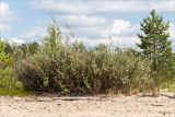 Salix lapponum. Отцветшее растение. Карелия, восточный берег оз. Топозеро, облесённый край песчаного пляжа у границы с низинным болотом. 28.07.2021.