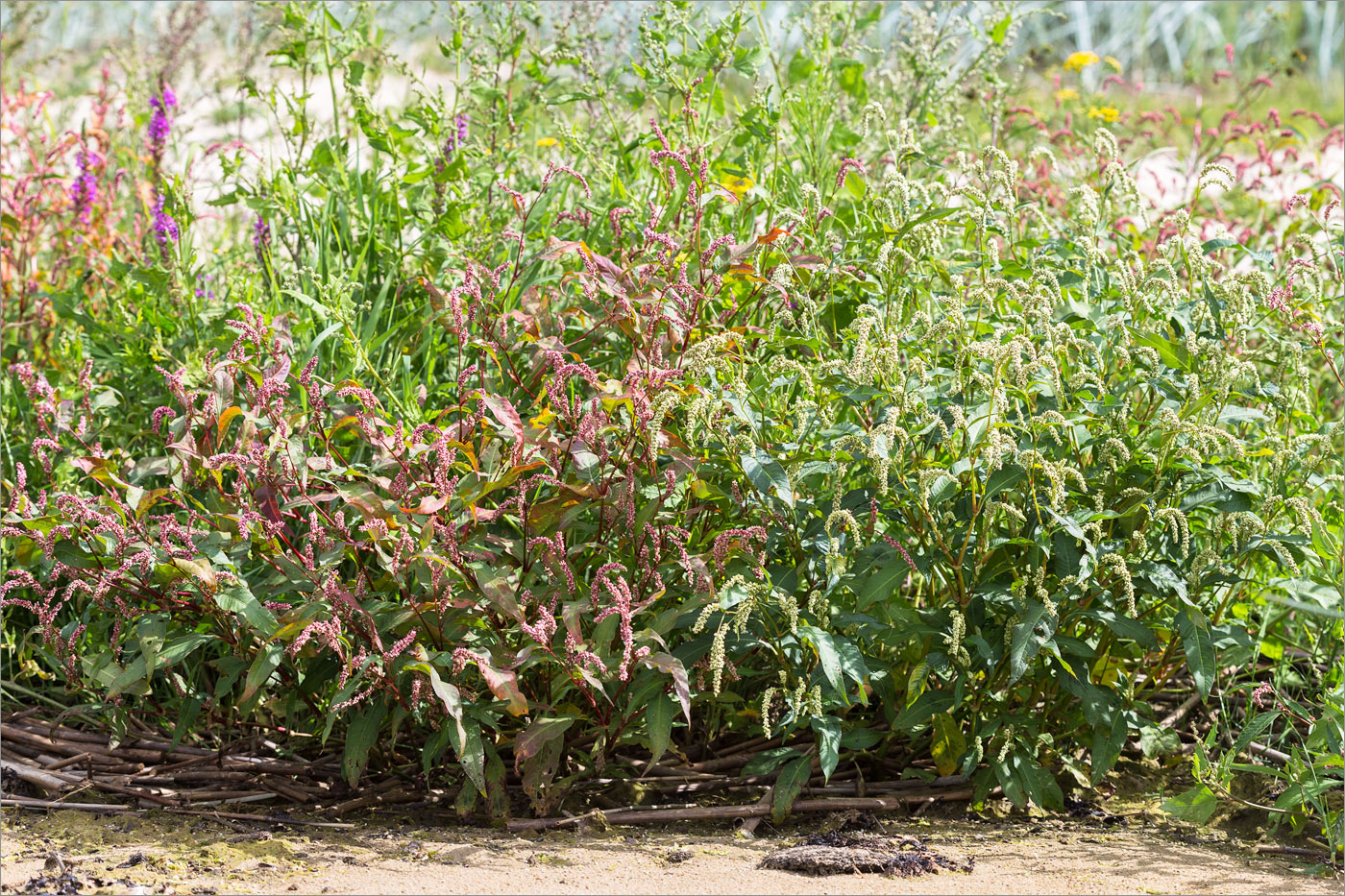 Image of Persicaria lapathifolia specimen.