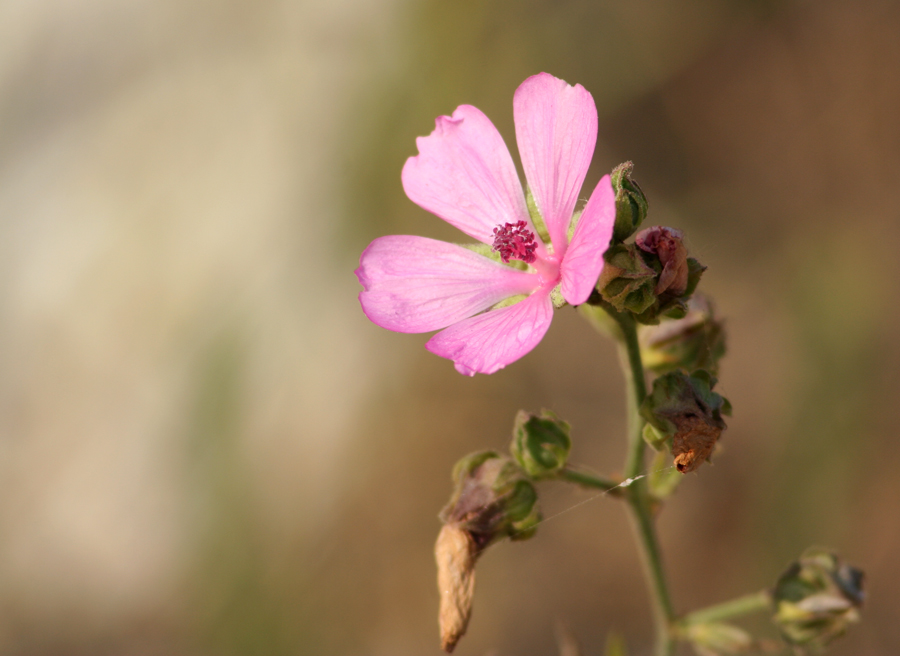 Изображение особи Althaea cannabina.