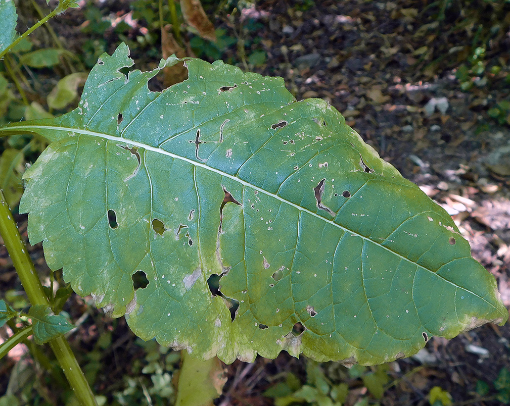 Изображение особи Dipsacus pilosus.