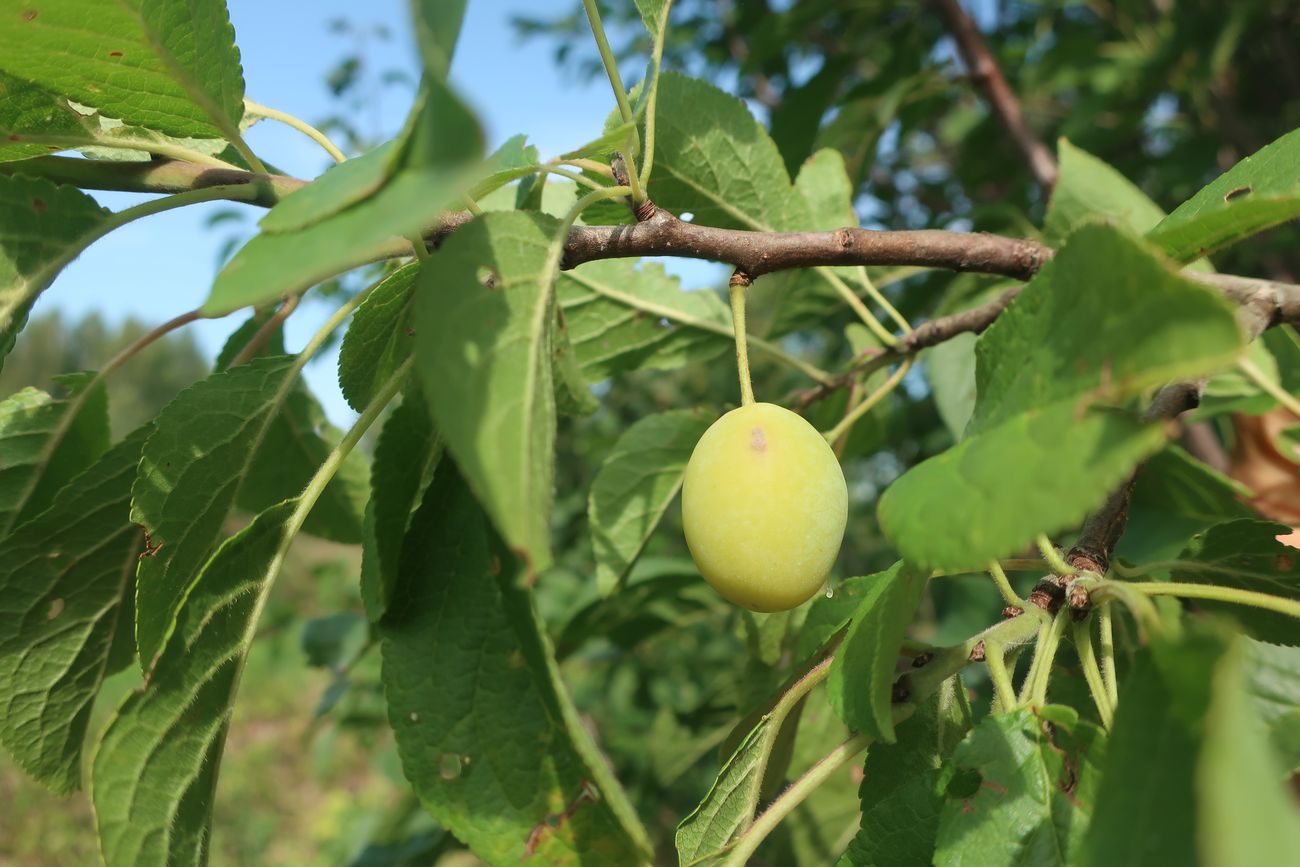 Image of Prunus domestica specimen.