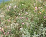 Convolvulus cantabrica