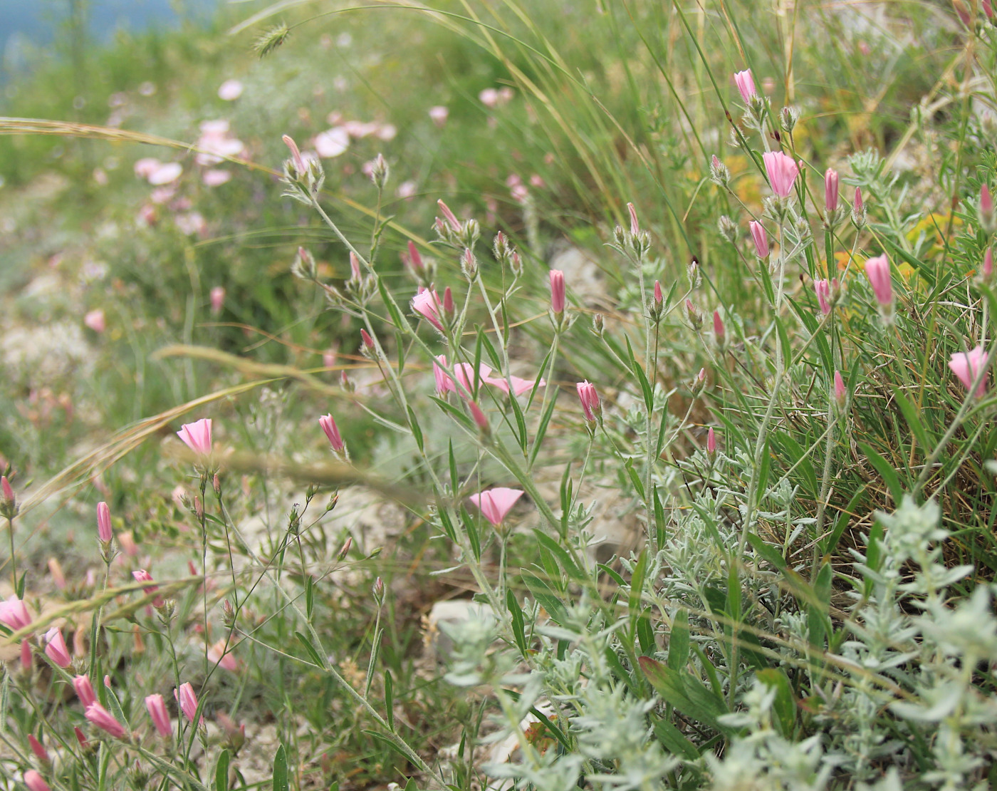 Image of Convolvulus cantabrica specimen.