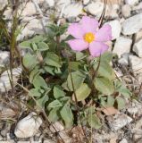 Cistus parviflorus