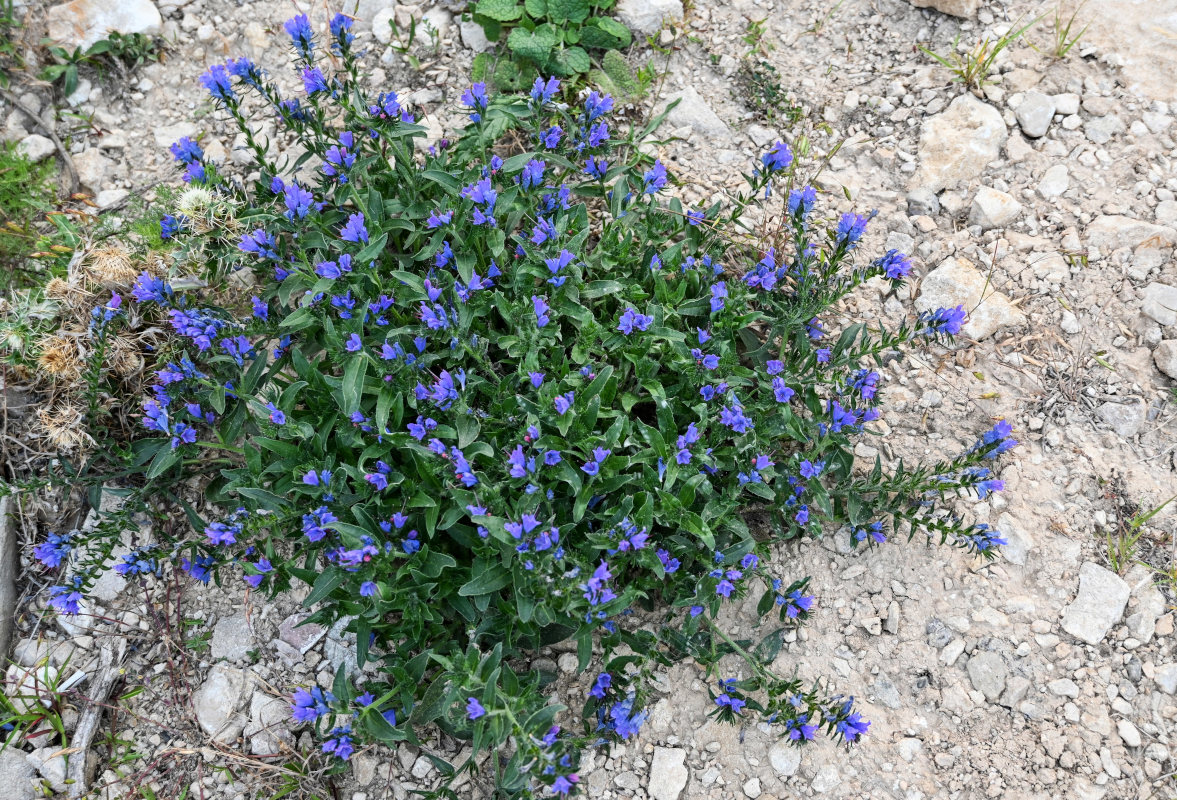 Изображение особи Echium vulgare.