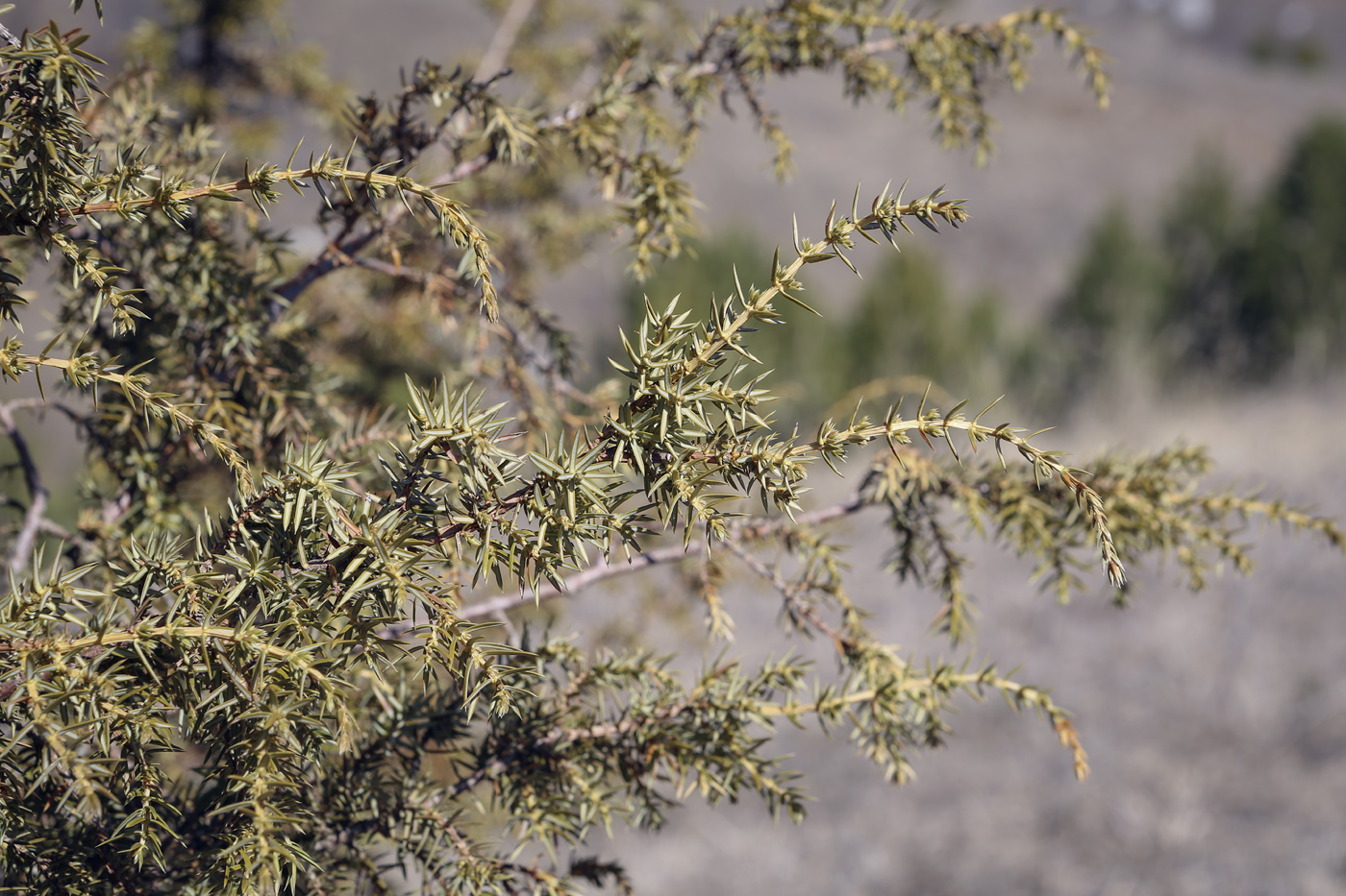 Image of Juniperus communis specimen.