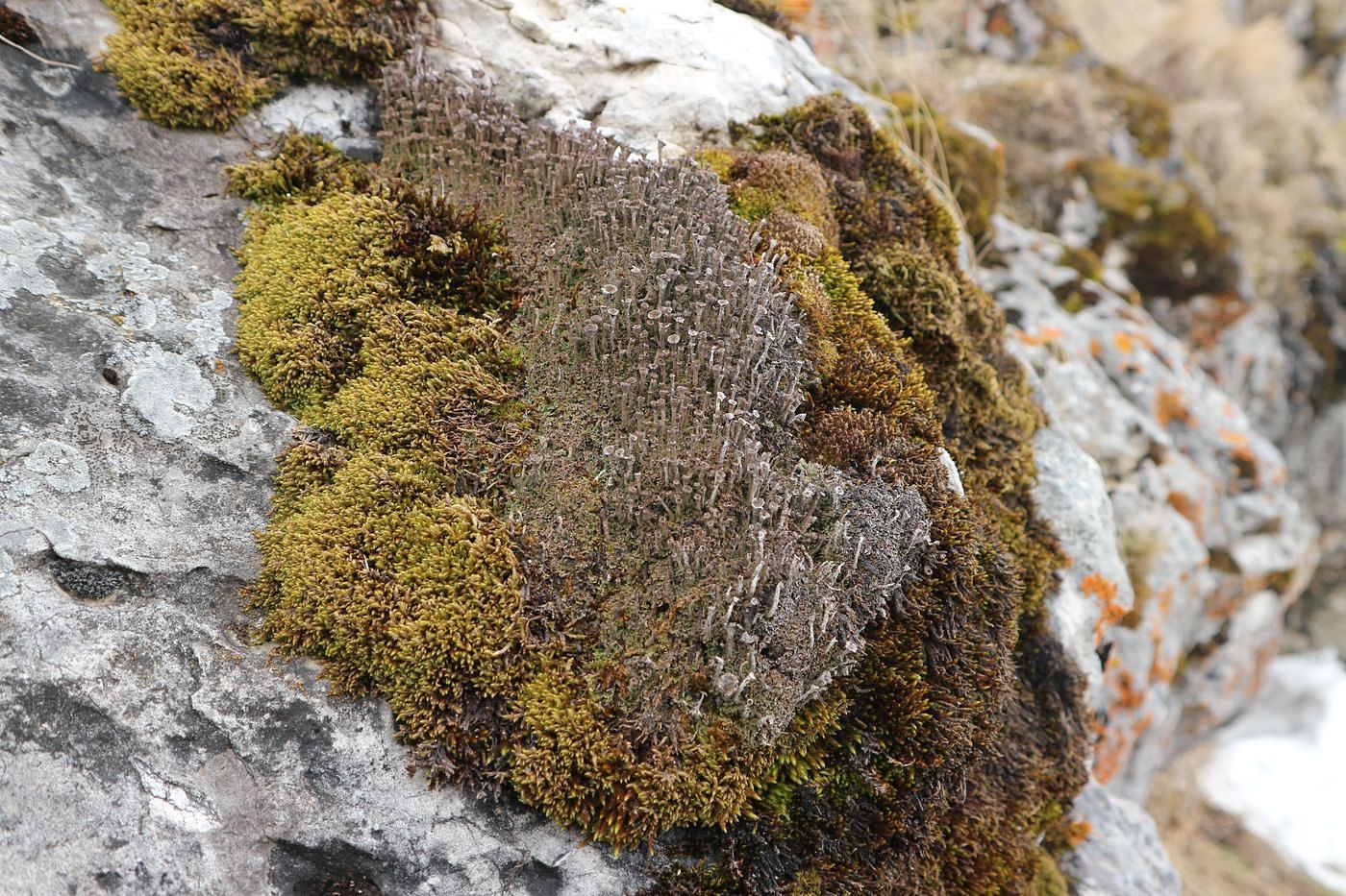 Изображение особи род Cladonia.