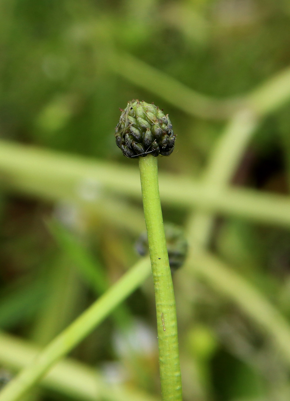 Image of Ranunculus confervoides specimen.