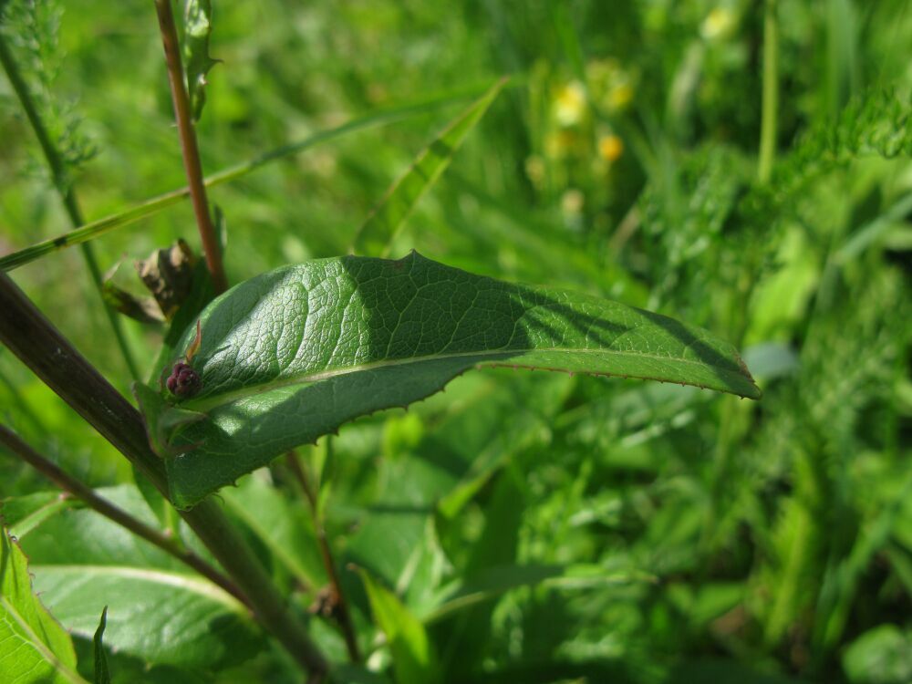 Image of Lactuca sibirica specimen.