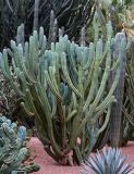 Myrtillocactus geometrizans. Вегетирующее растение. Марокко, обл. Марракеш - Сафи, г. Марракеш, в культуре. 31.12.2022.