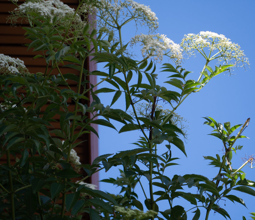 Изображение особи Sambucus mexicana.