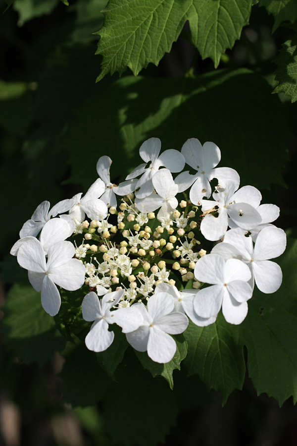 Image of Viburnum opulus specimen.