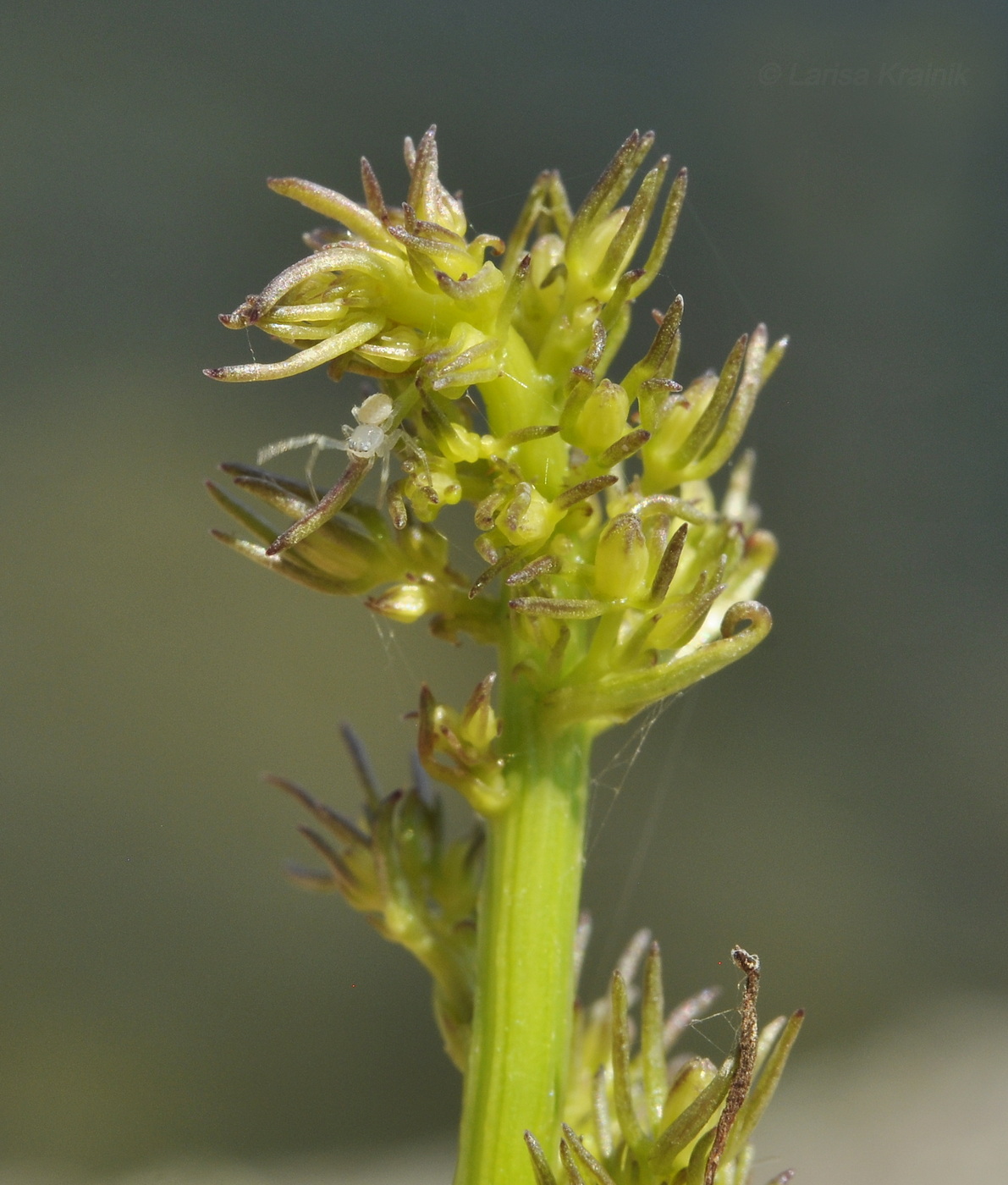 Изображение особи Adenophora pereskiifolia.