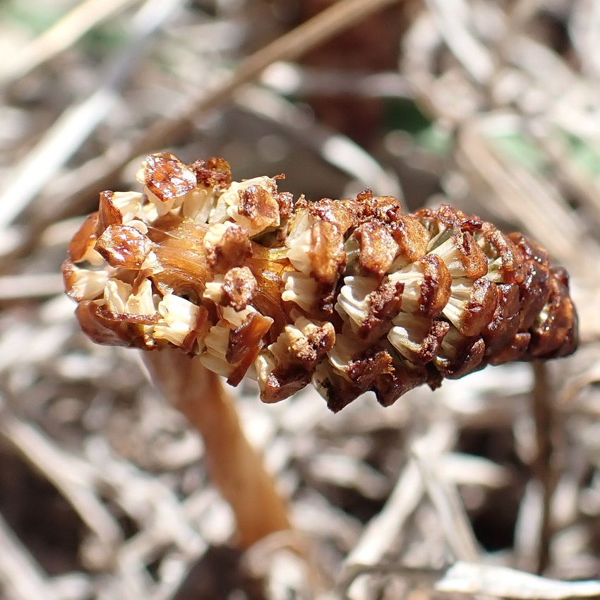 Image of Equisetum arvense specimen.