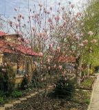 Magnolia × soulangeana. Цветущее растение. Волгоград, Красноармейский р-н, в культуре. 06.04.2023.