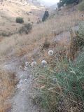 Echinops maracandicus