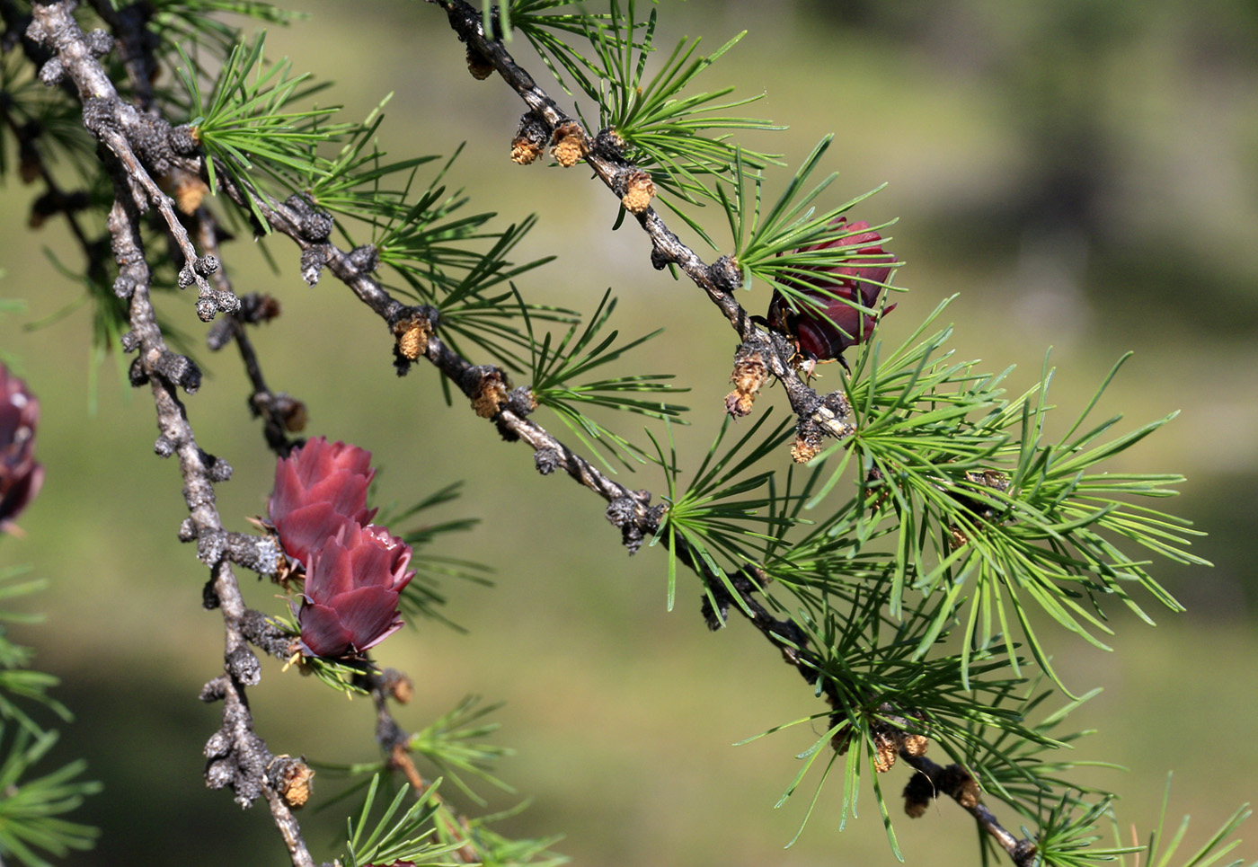 Image of genus Larix specimen.