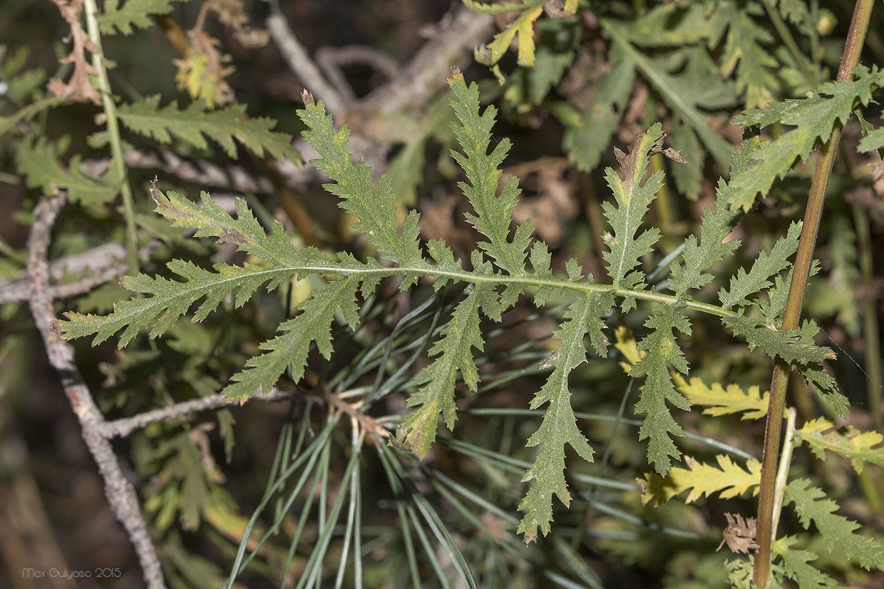 Изображение особи Tanacetum vulgare.