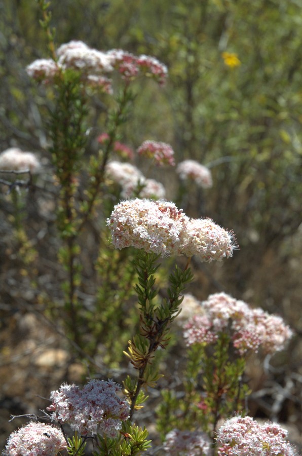 Image of Eriogonum fasciculatum specimen.