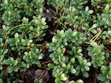 Arctostaphylos uva-ursi. Ветви. Ленинградская обл., г. Выборг, парк \"Папула\", поляна на горе. 08.10.2023.