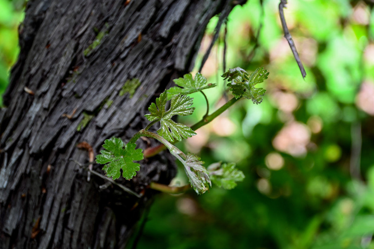 Image of genus Vitis specimen.