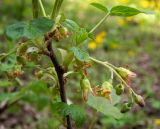 Ribes nigrum. Часть веточки с соцветиями. Тверская обл., Кимрский р-н, 1,5 км севернее СНТ \"Чайка\", смешанный лес. 10.05.2023.