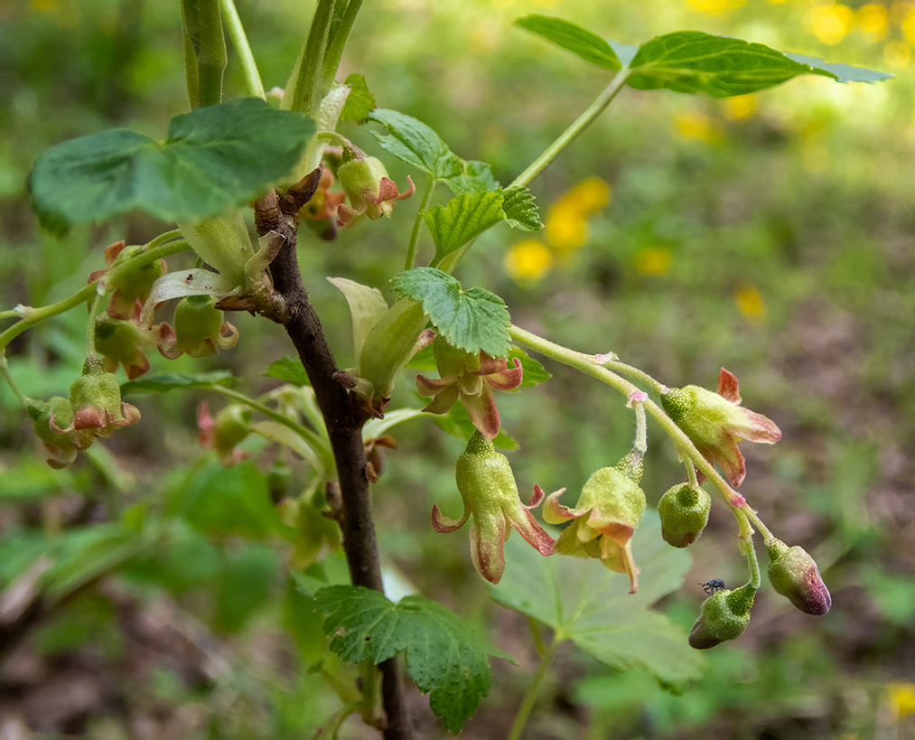 Изображение особи Ribes nigrum.