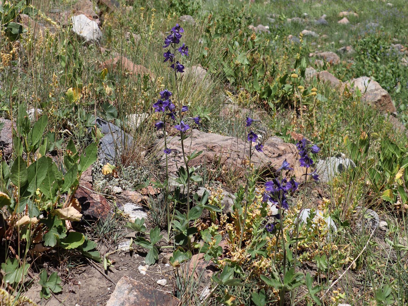 Image of Delphinium oreophilum specimen.