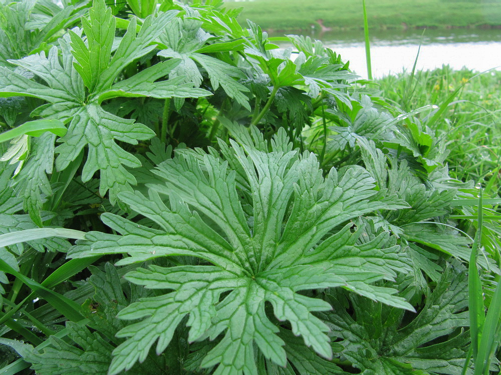 Image of Geranium pratense specimen.