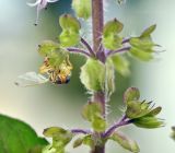 Ocimum tenuiflorum. Часть соцветия с сидящим насекомым. Таиланд, Бангкок, Донмыанг, жилой квартал, у забора, в культуре. 11.09.2023.