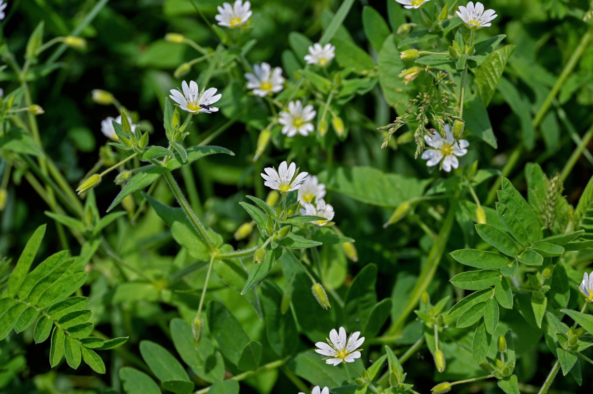 Image of Cerastium nemorale specimen.