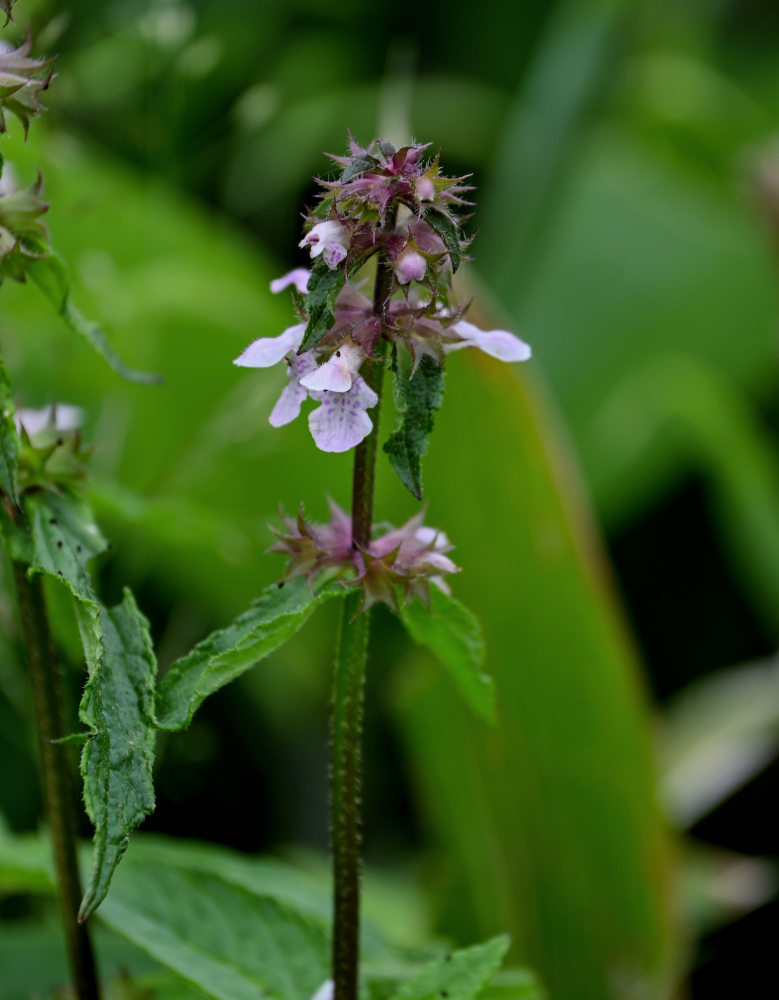 Изображение особи Stachys aspera.