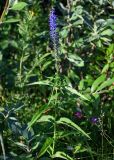 Veronica longifolia. Верхушка цветущего растения. Красноярский край, гор. округ Норильск, пос. Снежногорск, побережье Усть-Хантайского водохранилища, окраина зарослей Salix. 27.07.2023.