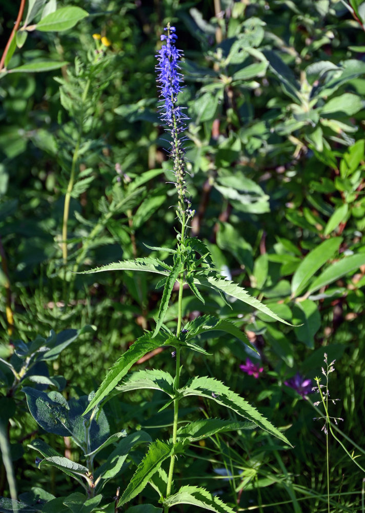 Изображение особи Veronica longifolia.