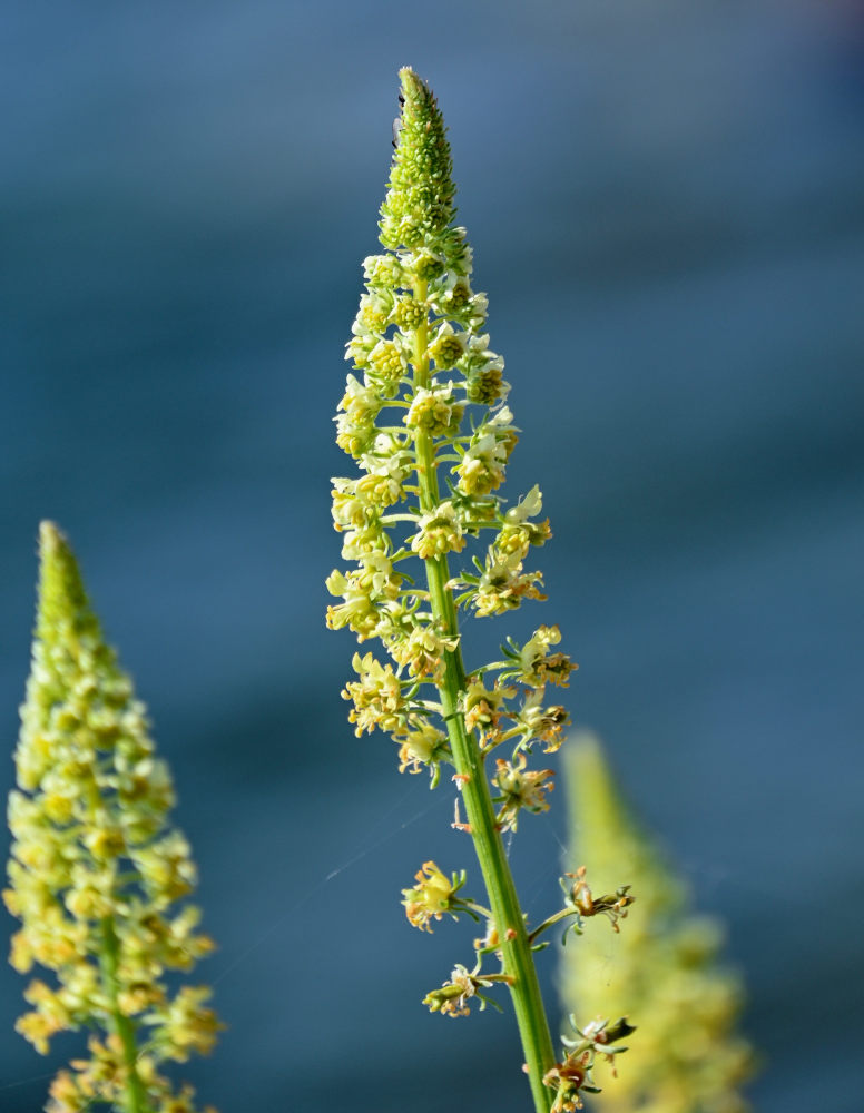 Image of Reseda lutea specimen.