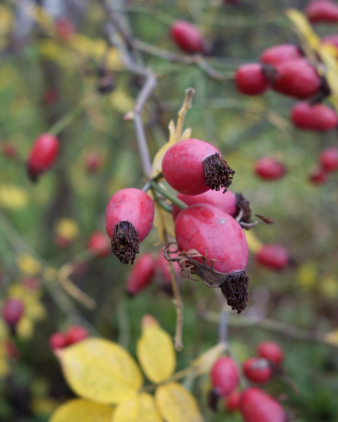 Image of genus Rosa specimen.