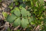 Geum urbanum