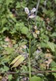 Vicia sepium