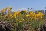 Hypericum elongatum. Цветущие растения. Крым, Севастополь, окр. бухты Круглая, фрагмент нарушенной петрофитной степи. 20.05.2024.