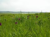 Iris ensata