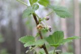 Ribes nigrum. Цветки и листья. ХМАО - Югра, г. Сургут, Сургутский ботанический сад. 11.06.2024.