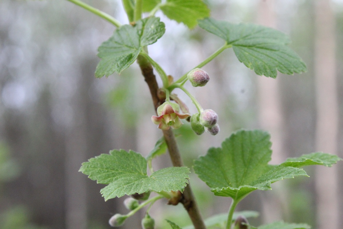 Изображение особи Ribes nigrum.