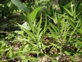 Stellaria holostea