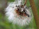 Taraxacum nivale