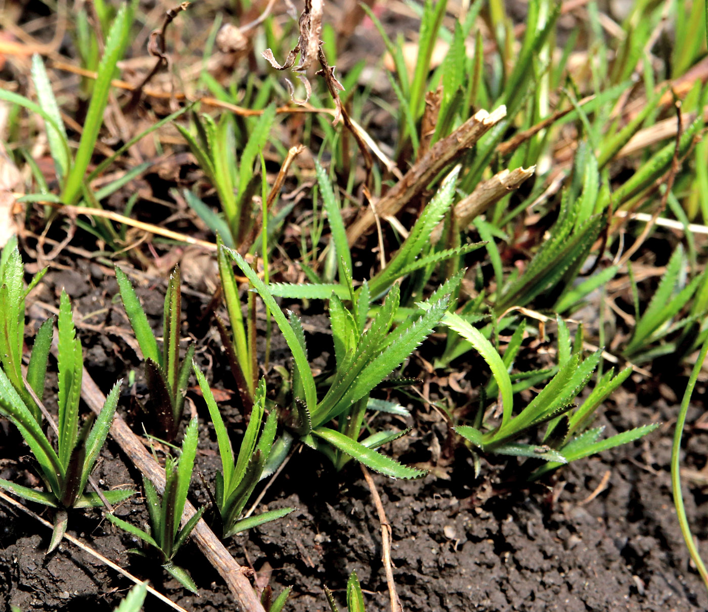 Image of Achillea ptarmica specimen.