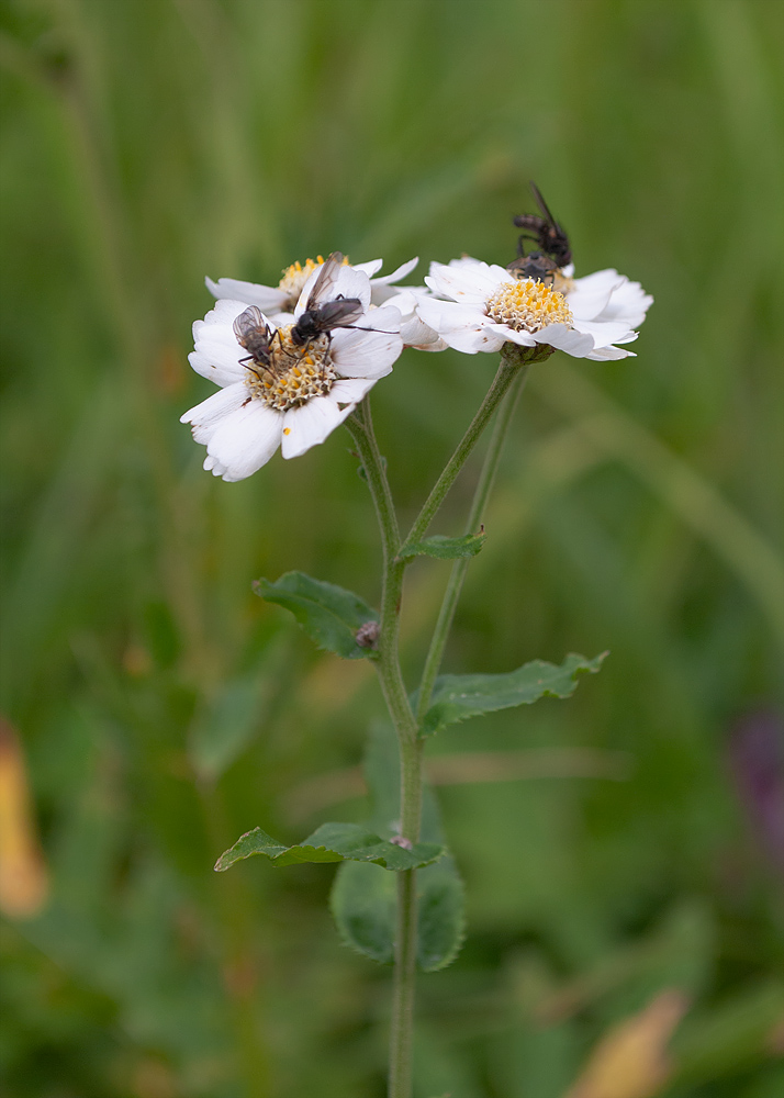 Изображение особи Achillea ptarmica ssp. macrocephala.