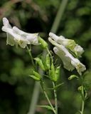 Aconitum lasiostomum