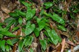 genus Homalomena