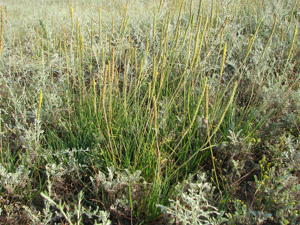 Image of Plantago salsa specimen.