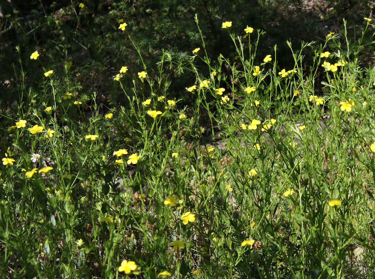 Изображение особи Linum nodiflorum.
